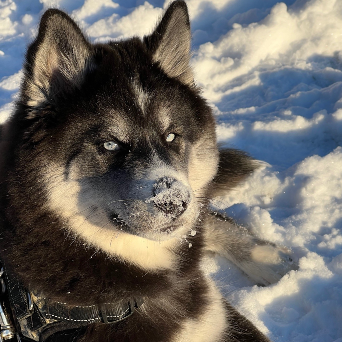 Husky im Schnee